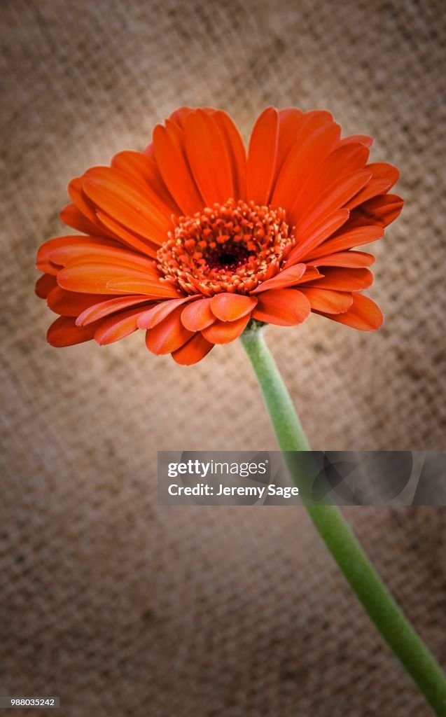 Gerbera orange