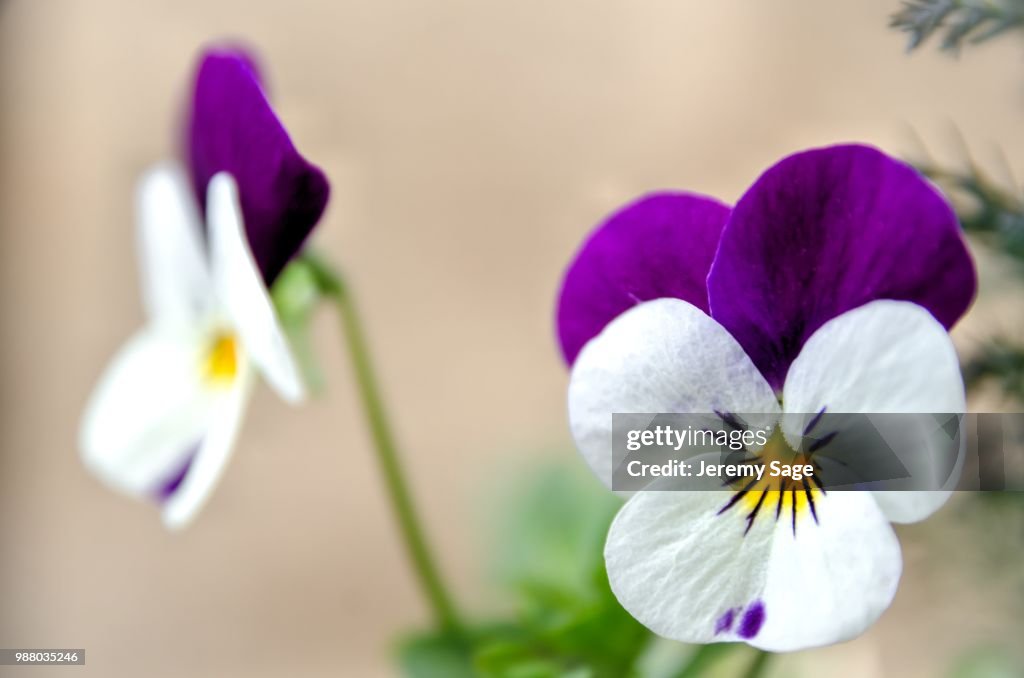 Viola