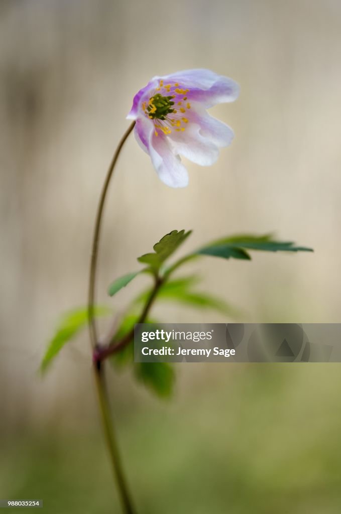 Woodland Anemone