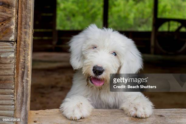 puppy in the window - old english sheepdog stock pictures, royalty-free photos & images