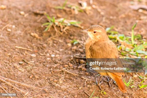 the rufous hornero (furnarius rufus) - rufous hornero stock pictures, royalty-free photos & images