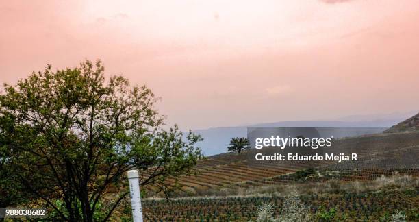 paisaje agavero - paisaje stockfoto's en -beelden