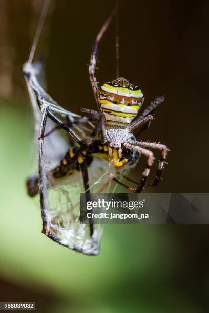 golden orb-weaver spider - getingspindel bildbanksfoton och bilder
