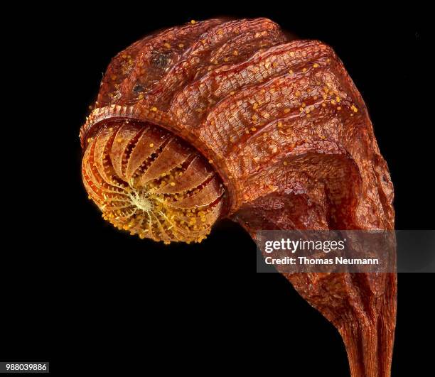 Capsule Example Botany Capsule (Botany) Photos and Premium High Res Pictures - Getty Images