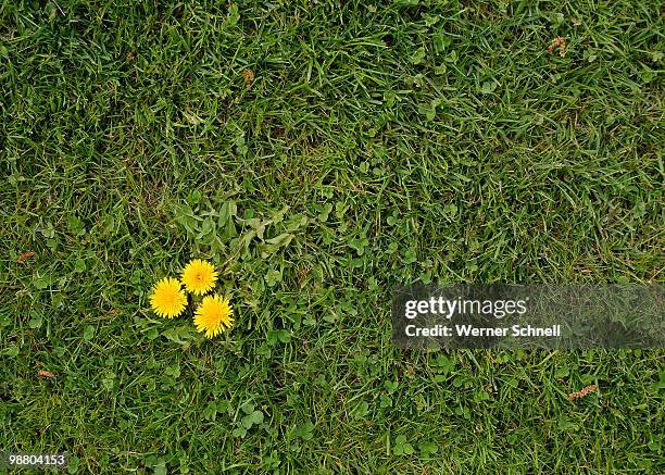 three yellow flower in grass - schnell stock pictures, royalty-free photos & images