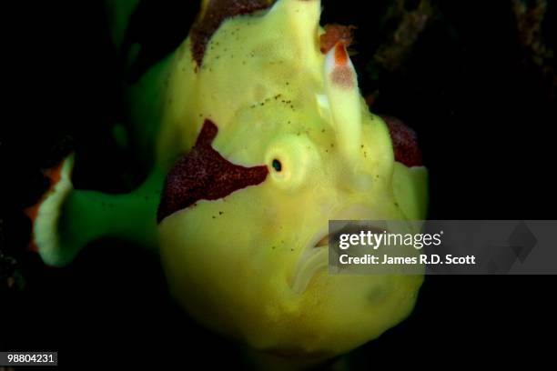 clown frogfish - negros oriental stock pictures, royalty-free photos & images