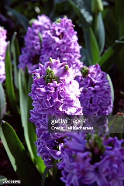 hyacinths - lali stockfoto's en -beelden