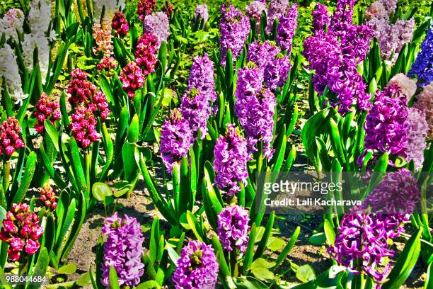 hyacinths - lali stockfoto's en -beelden