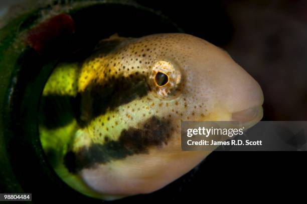 shorthead sabretooth blenny - negros oriental stock pictures, royalty-free photos & images