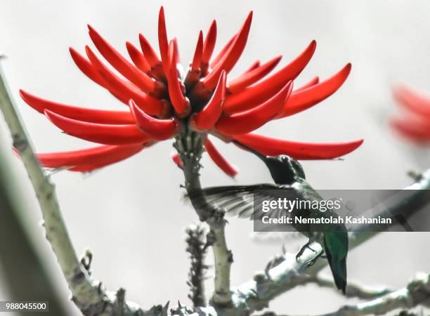 hummingbird stop motion - stop motion stock pictures, royalty-free photos & images