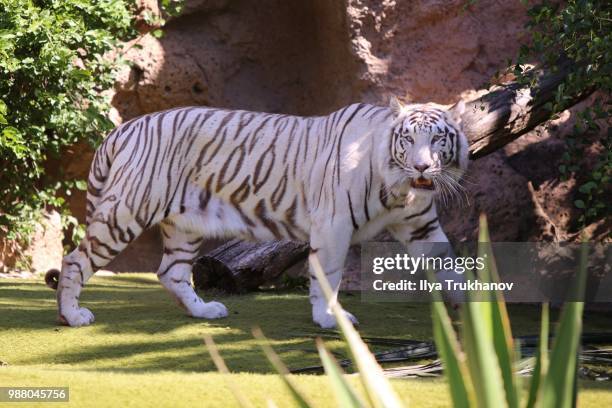 white tiger look - white tiger 個照片及圖片檔