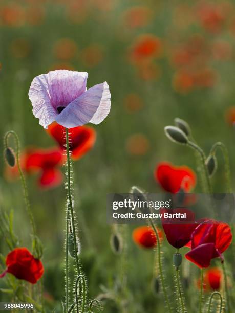 the tall poppy - tall poppy stock pictures, royalty-free photos & images