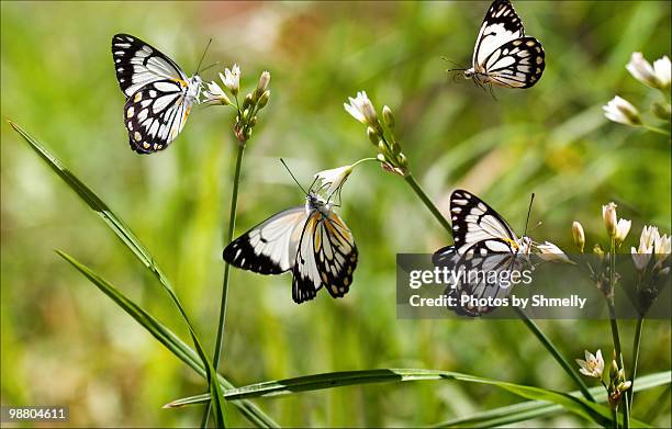 lunch time butterfly style - riesenlauch stock-fotos und bilder