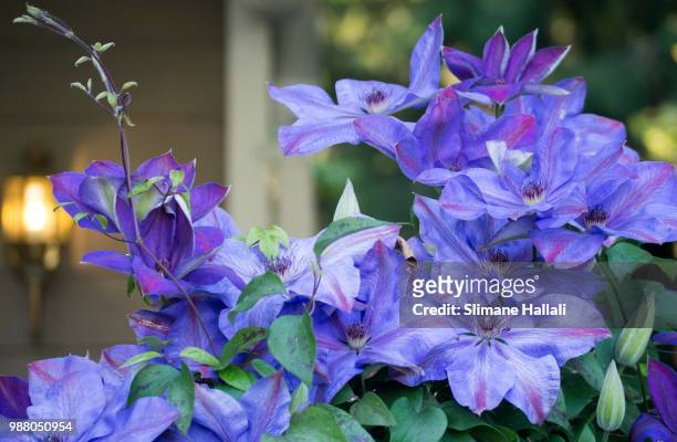 blooming purple clematis in front yard - slimane imagens e fotografias de stock