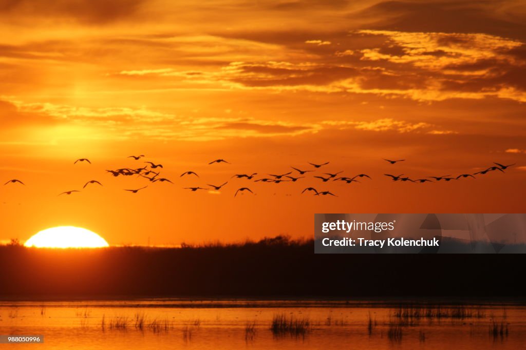 Geese at sunset over lake.