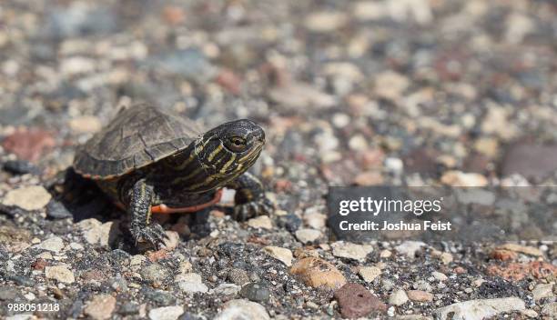 why did the turtle cross the road? - painted turtle stock pictures, royalty-free photos & images