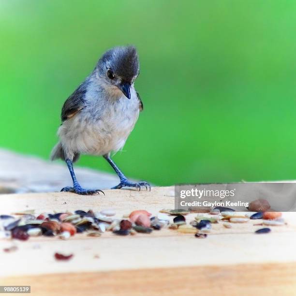 a bird looking at birdseed - bird seed stockfoto's en -beelden