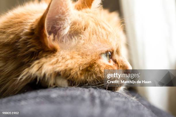 cat's dream - haan stock pictures, royalty-free photos & images