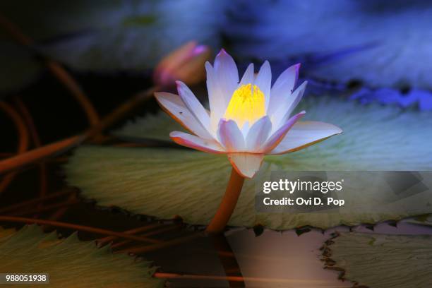 2,655 Lotus D Stock Photos, HighRes Pictures, and Images Getty Images
