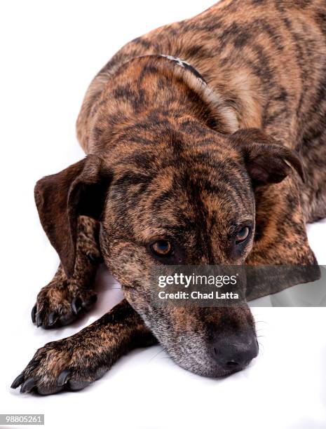 brindle boxer mix relaxing - brindle stock pictures, royalty-free photos & images