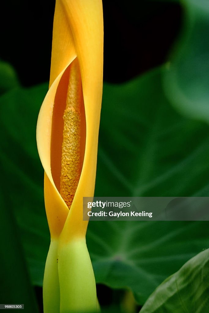 Philodendron bloom