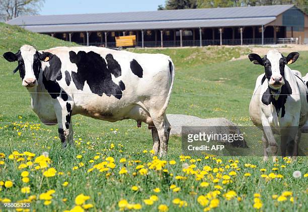 Des vaches paissent, le 27 avril 2010 à Parlan, devant une nouvelle étable recouverte de panneaux photovoltaïques exposés plein sud et dont le toit...
