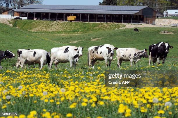 Des vaches paissent, le 27 avril 2010 à Parlan, devant une nouvelle étable recouverte de panneaux photovoltaïques exposés plein sud et dont le toit...