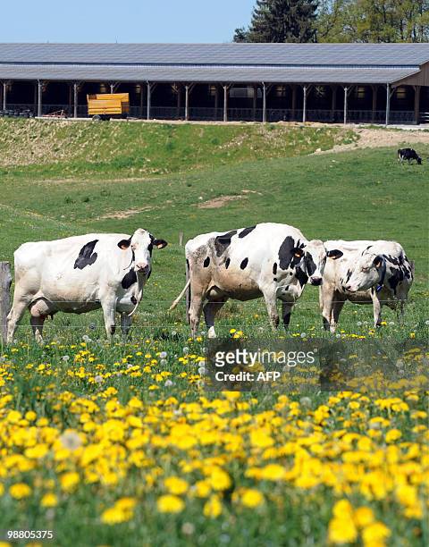 Des vaches paissent, le 27 avril 2010 à Parlan, devant une nouvelle étable recouverte de panneaux photovoltaïques exposés plein sud et dont le toit...