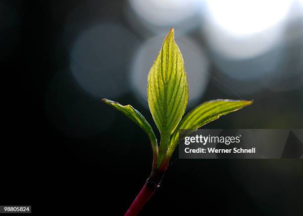 new life  - schnell stock pictures, royalty-free photos & images