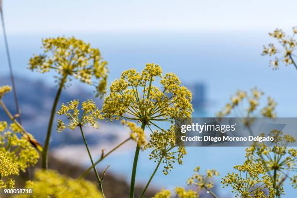 desde las alturas - diego moreno stockfoto's en -beelden