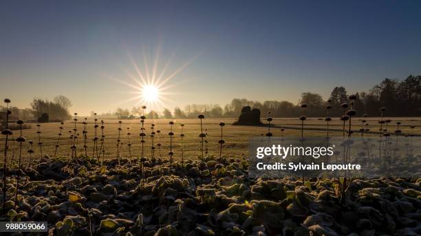 vegetal sunrise - vegetal stock pictures, royalty-free photos & images