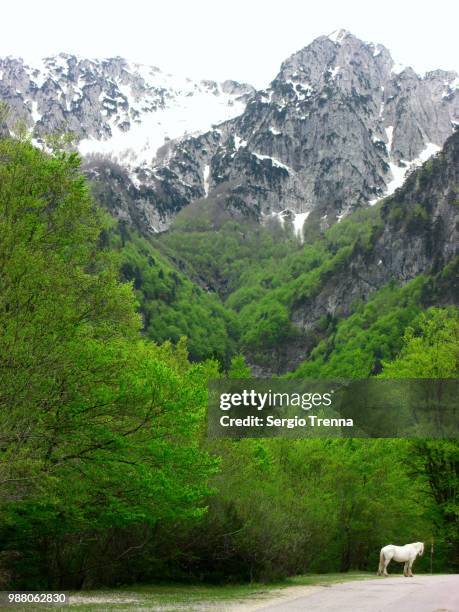 parco nazionale d'abruzzo - parco nazionale dabruzzo bildbanksfoton och bilder