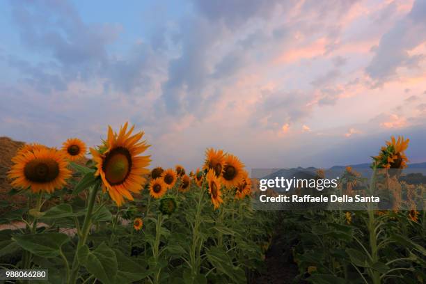 alba di girasoli - girasoli stock-fotos und bilder