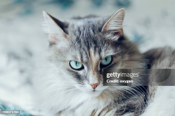 seriously and angry little gray cat sitting on sofa - siberian cat stockfoto's en -beelden