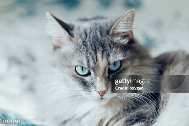 seriously and angry little gray cat sitting on sofa - sibirisk katt bildbanksfoton och bilder