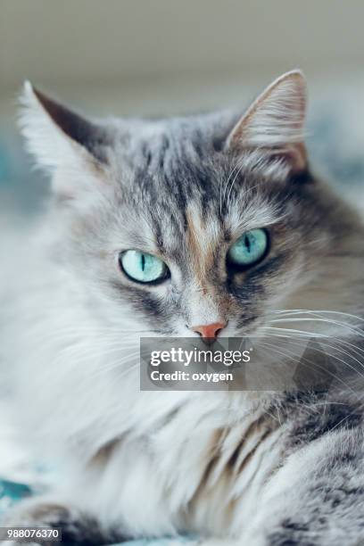 seriously and angry little gray cat sitting on sofa - トリテレイアイキシオイデス ストックフォトと画像
