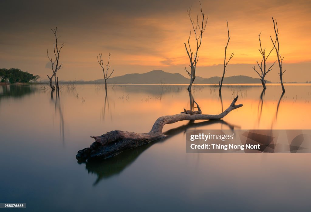 Water and tree sunset in sea