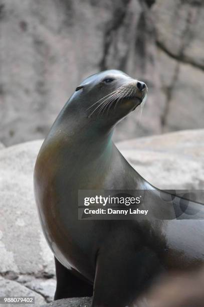 bronx zoo - sea lion - bronx zoo foto e immagini stock