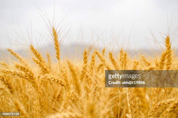 wheat leaf - 1986 2015 stock pictures, royalty-free photos & images