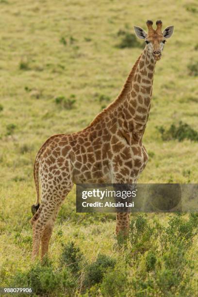 giraffe, eastern cape - eastern cape stockfoto's en -beelden