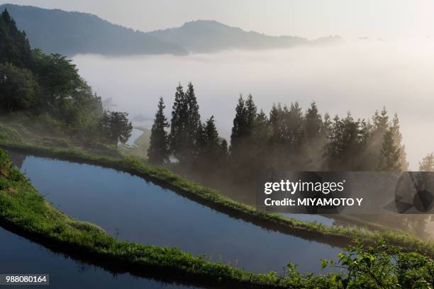 rice terrace with sea of cloud - miyamoto y stock pictures, royalty-free photos & images