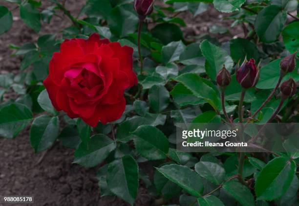 red rose - ileana stock pictures, royalty-free photos & images