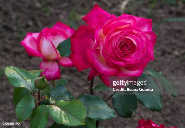 red roses - ileana stock pictures, royalty-free photos & images