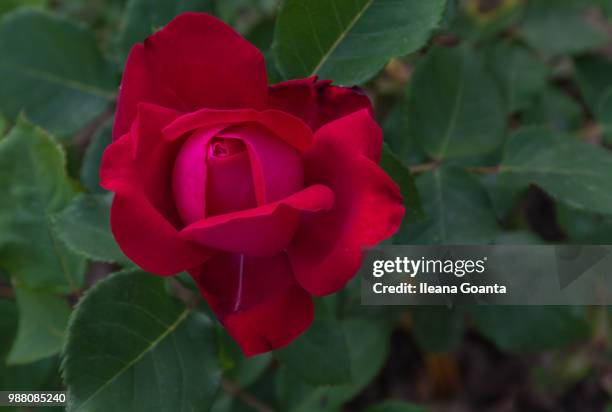 red rose - ileana stock pictures, royalty-free photos & images