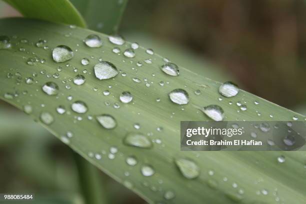 gotas de agua en hoja - hoja stock pictures, royalty-free photos & images