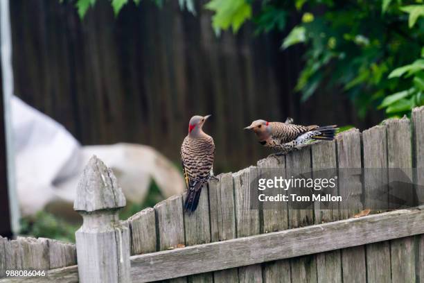 northern flicker - flicker stock pictures, royalty-free photos & images
