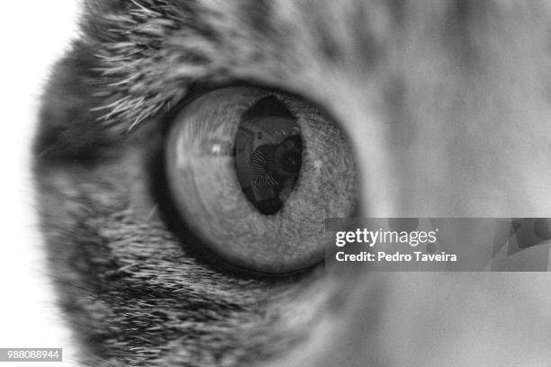 cat eye - black and white cat stock pictures, royalty-free photos & images