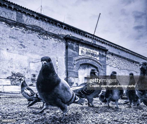 pigeons in front of the jail house avignon - egyptian military stock-fotos und bilder