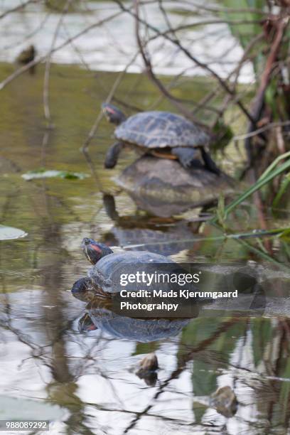 Stunning Creating A Suitable Habitat For Red Eared Slider Turtles image