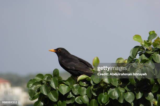 blackbird - black bird stock pictures, royalty-free photos & images